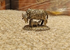 Cow and Calf SF